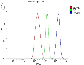 Anti-TAGLN/Transgelin Antibody
