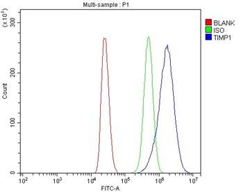 Anti-TIMP1 Antibody
