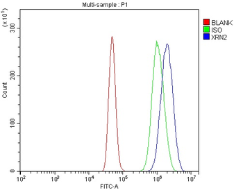 Anti-XRN2 Antibody