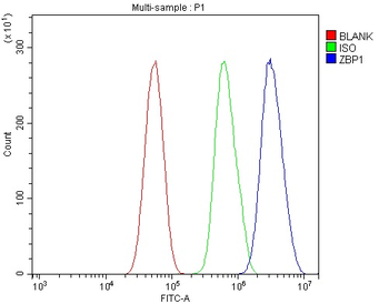 Anti-DAI/ZBP1 Antibody