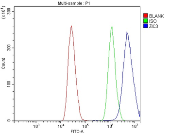 Anti-ZIC3 Antibody