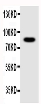 NLRP4G Antibody