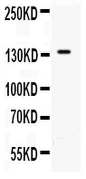 Anti-CD62P/SELP Antibody