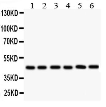 IL2RA Antibody