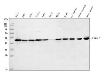 YB1/YBX1 Antibody