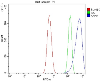 Anti-Arginine decarboxylase/AZIN2 Antibody