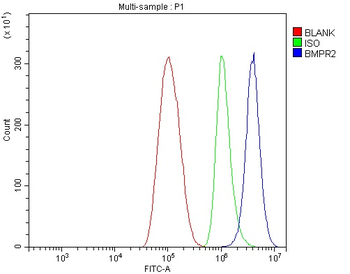 Anti-BMPR2 Antibody