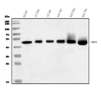 CD147/Bsg Antibody