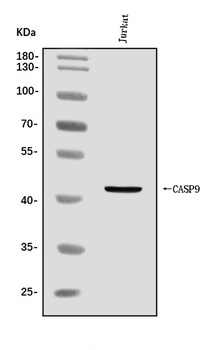 Caspase-9/CASP9 Antibody