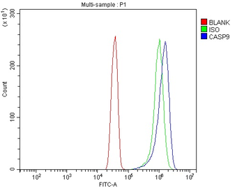 Anti-Caspase-9/CASP9 Antibody