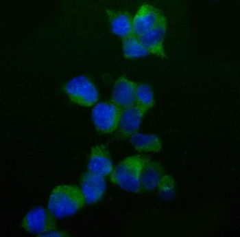 Caspase-9/Casp9 Antibody