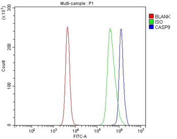 Anti-Caspase-9/Casp9 Antibody