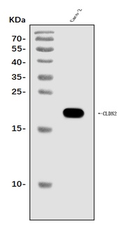 Claudin 2/CLDN2 Antibody