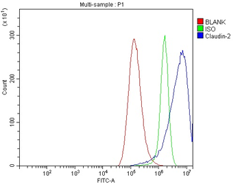 Anti-Claudin 2/CLDN2 Antibody