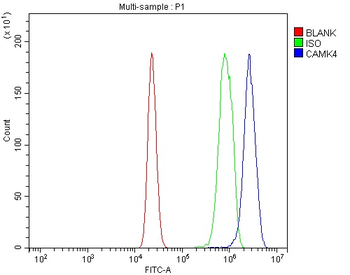 Anti-CAMKIV/Camk4 Antibody