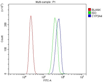 Anti-Cytochrome P450 3A4/CYP3A4 Antibody