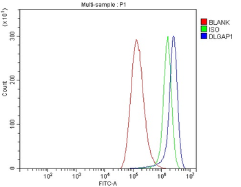 Anti-DLGAP1 Antibody