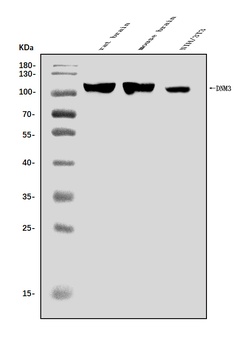 Dynamin 3/DNM3 Antibody