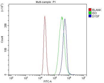 Anti-Dysferlin/DYSF Antibody