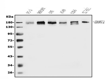EHMT2/G9A Antibody