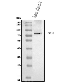 CD39/ENTPD1 Antibody
