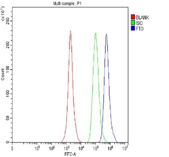 Anti-FTO Antibody