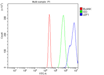 Anti-LEF1 Antibody