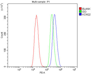 Anti-KCNQ2 Antibody