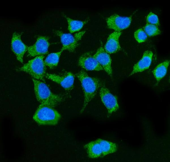 Anti-MAVS Antibody