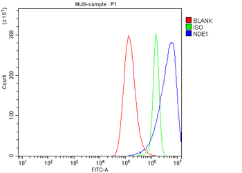 Anti-NDE1 Antibody