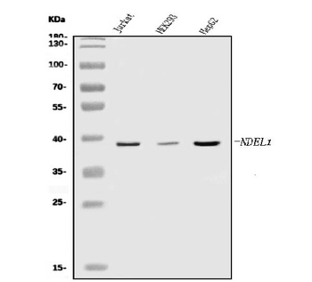 NDEL1 Antibody