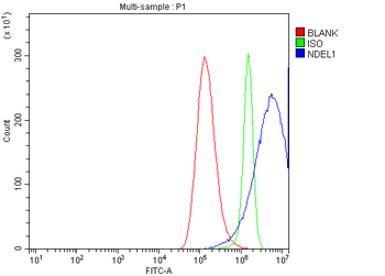 Anti-NDEL1 Antibody