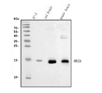 Neurogranin/NRGN Antibody