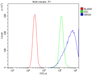 Anti-Neurogranin/NRGN Antibody
