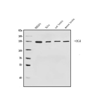 MGEA5/OGA Antibody