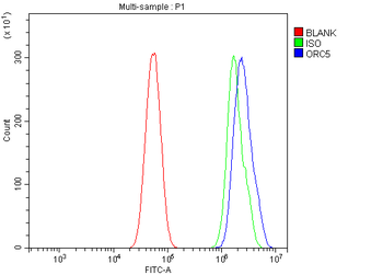 Anti-ORC5L/ORC5 Antibody