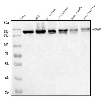 SCC112/PDS5A Antibody