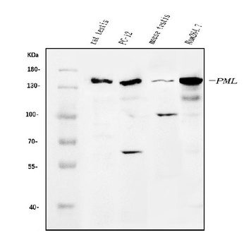 PML Protein/Pml Antibody