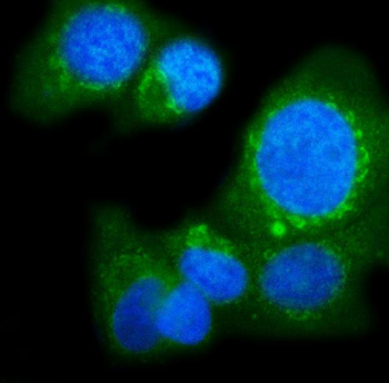 Anti-POGLUT1 Antibody