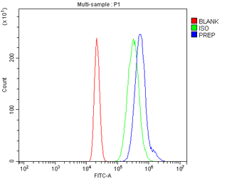 Anti-Prolyl Endopeptidase/PREP Antibody