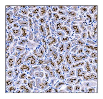 Anti-CD133/Prom1 Antibody