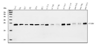 Proteasome 20S beta 6/PSMB6 Antibody