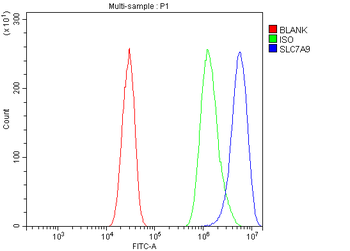 Anti-Slc7a9 Antibody