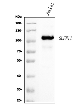 SLFN11 Antibody