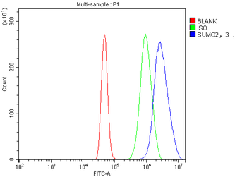 Anti-SUMO2/3 Antibody