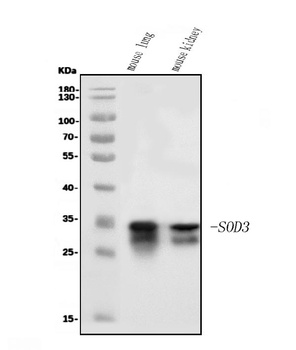 Superoxide Dismutase 3/EC-SOD/Sod3 Antibody