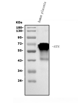 Steroid sulfatase/STS Antibody
