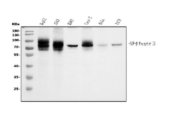 TGFBR2 Antibody (monoclonal, 2F11)