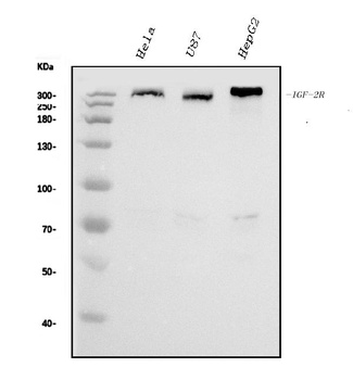 IGF2R Antibody (monoclonal, 4I11)