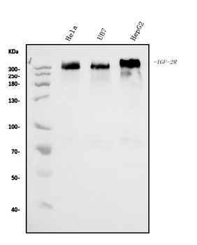 IGF2R Antibody (monoclonal, 6G2)